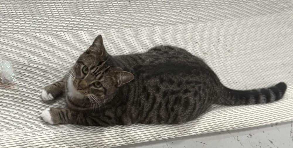 Enlarge Tobi, a Adoptable mixed breed in Jackson, GA image 3/6