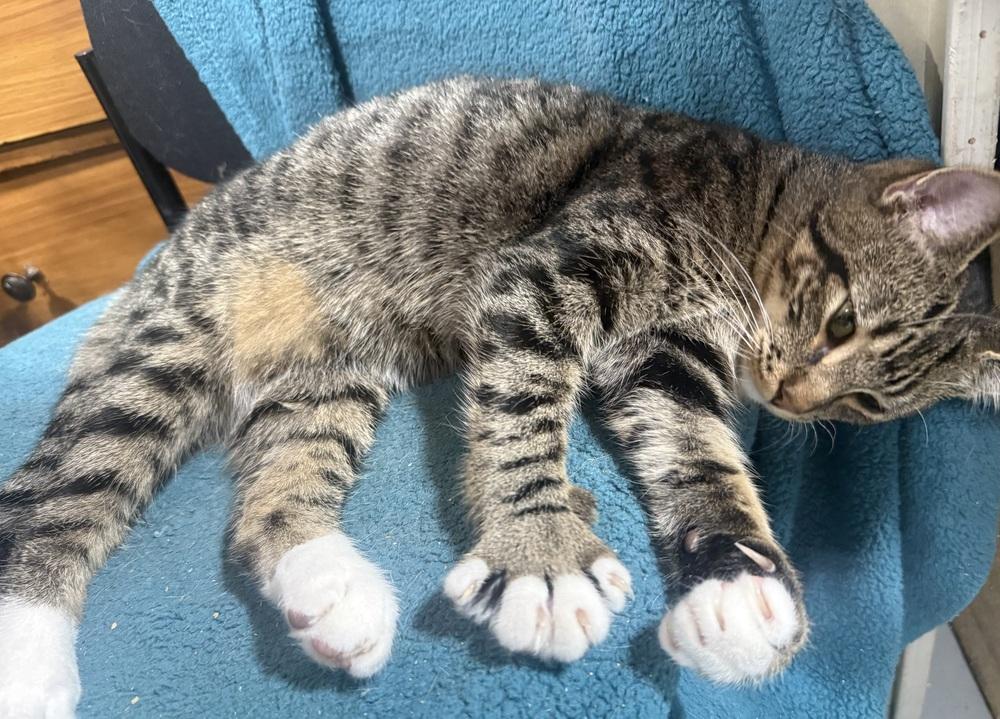 Enlarge Tobi, a Adoptable mixed breed in Jackson, GA image 4/6