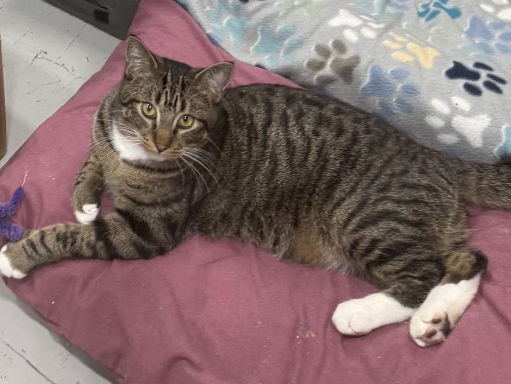 Enlarge Tobi, a Adoptable mixed breed in Jackson, GA image 5/6