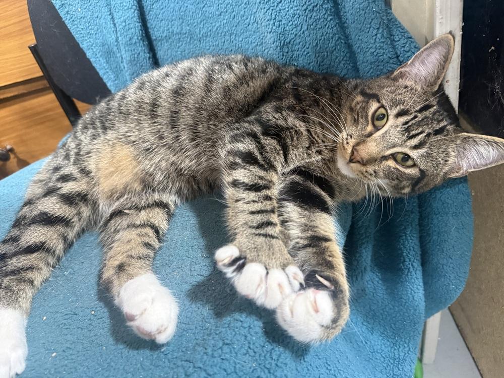 Enlarge Tobi, a Adoptable mixed breed in Jackson, GA image 6/6