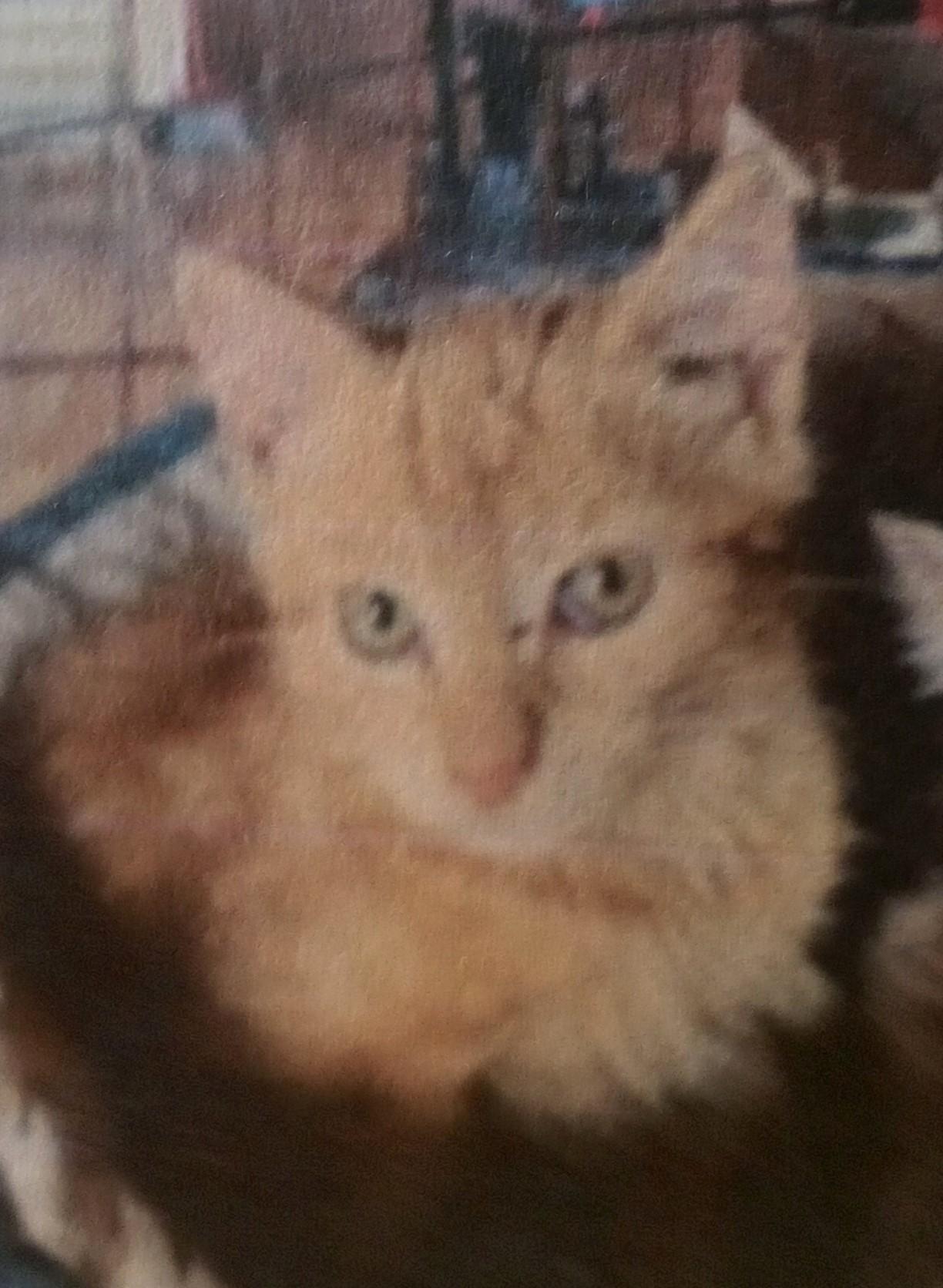 Enlarge Gingi, a ADOPTABLE Domestic Short Hair in Santa Rosa, CA image 1/1