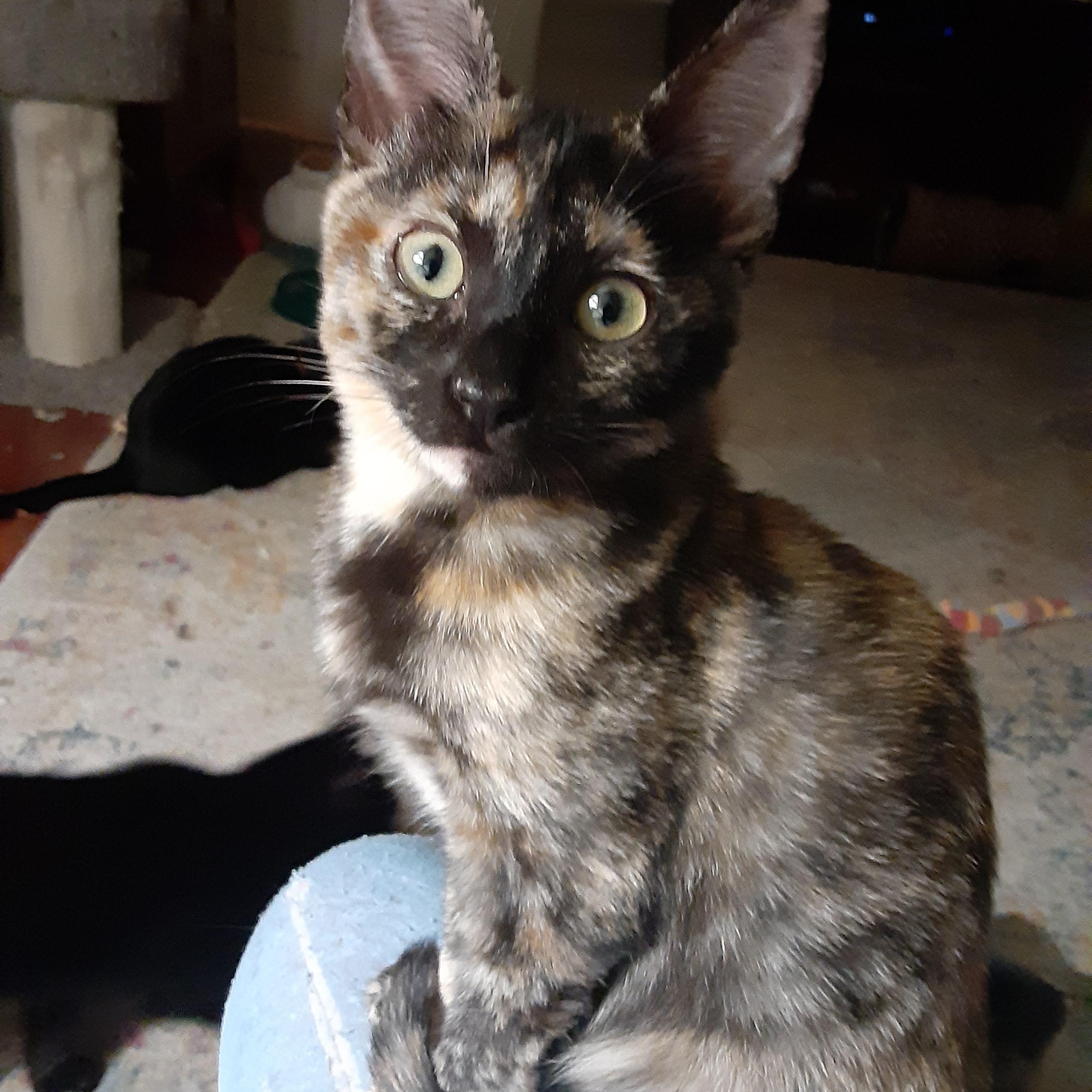 Aurora, Adoptable, Kitten Female Domestic Short Hair.