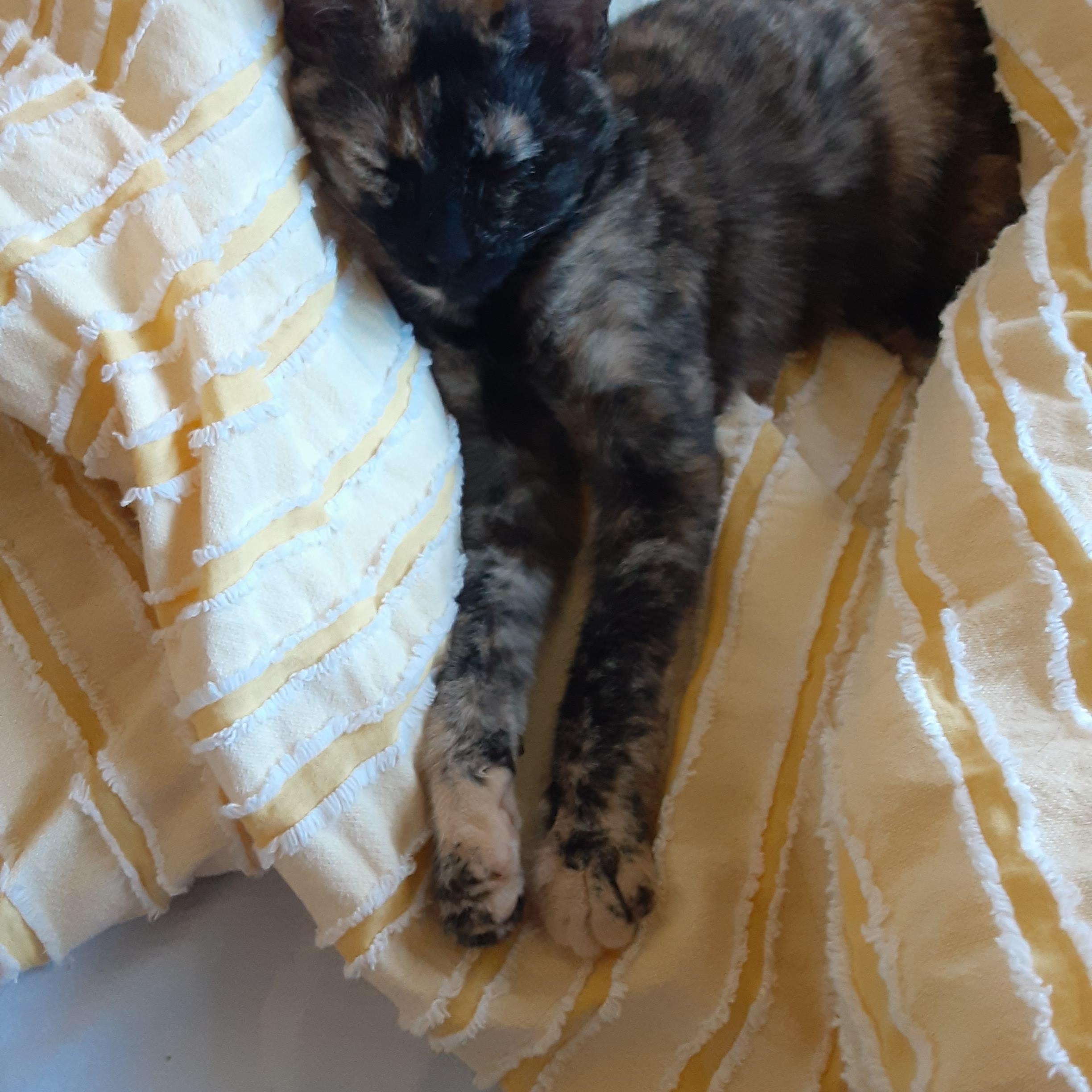 Enlarge Aurora, a Adoptable Domestic Short Hair in Antioch, CA image 2/3