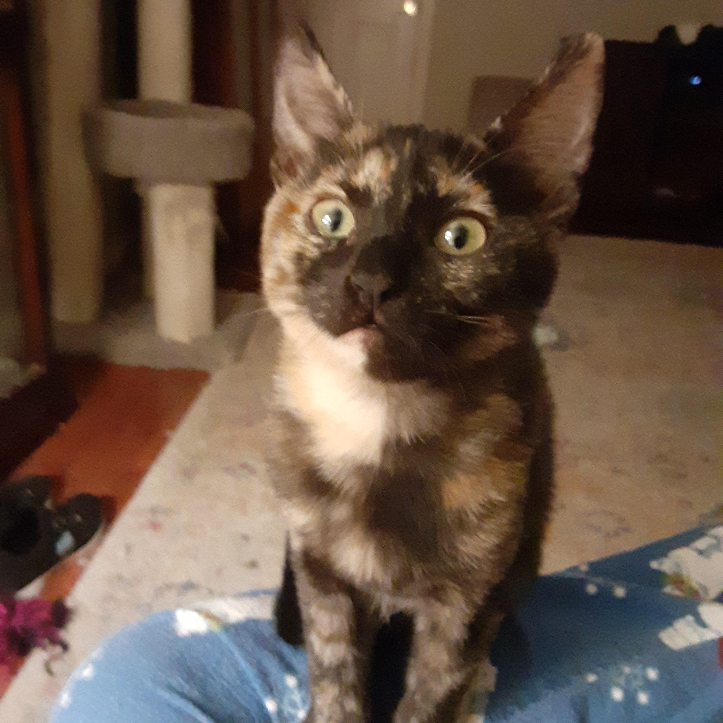 Enlarge Aurora, a Adoptable Domestic Short Hair in Antioch, CA image 3/3