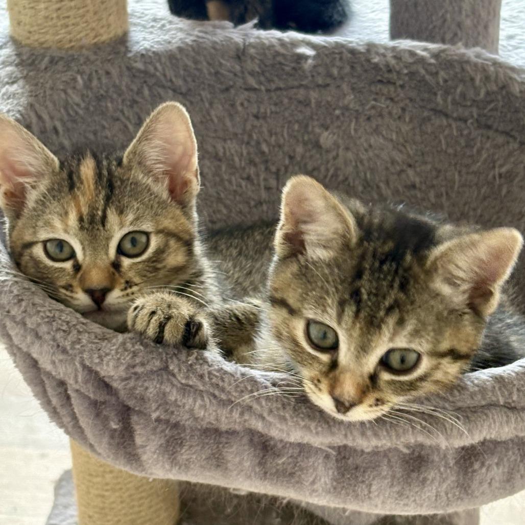 Shortcake, Adoptable, Kitten Female Domestic Short Hair.