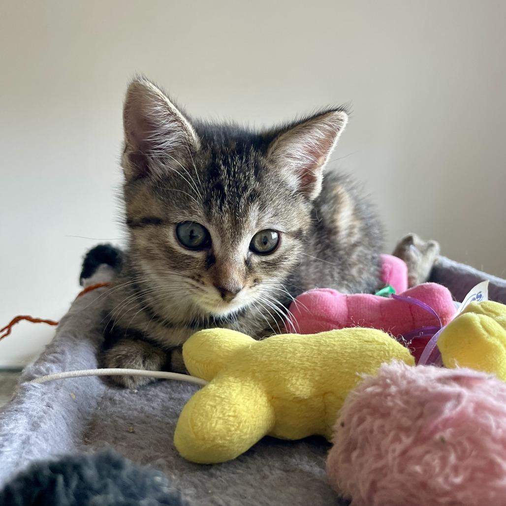 Enlarge Shortcake, a Adoptable Domestic Short Hair in Temecula, CA image 2/3