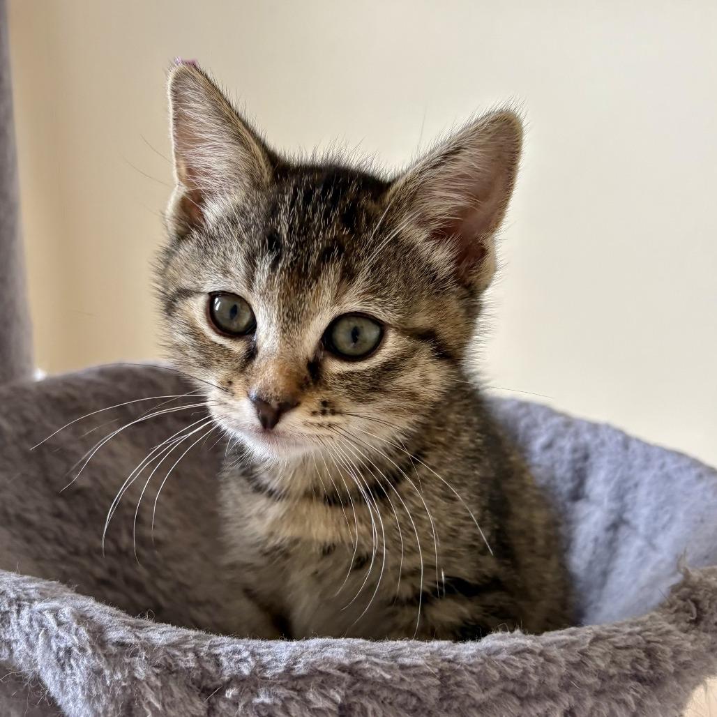 Enlarge Shortcake, a Adoptable Domestic Short Hair in Temecula, CA image 3/3