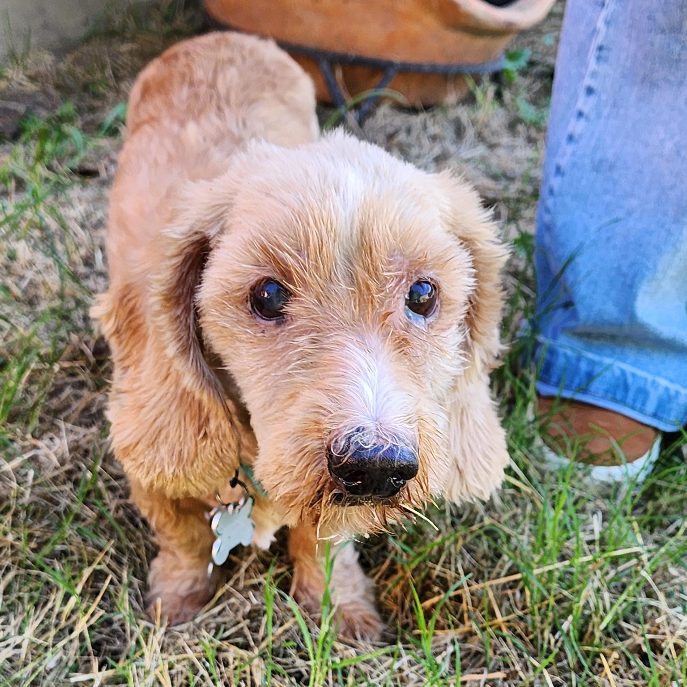 Schnitzel, a Adoptable mixed breed in Lewisville, TX image 1/4