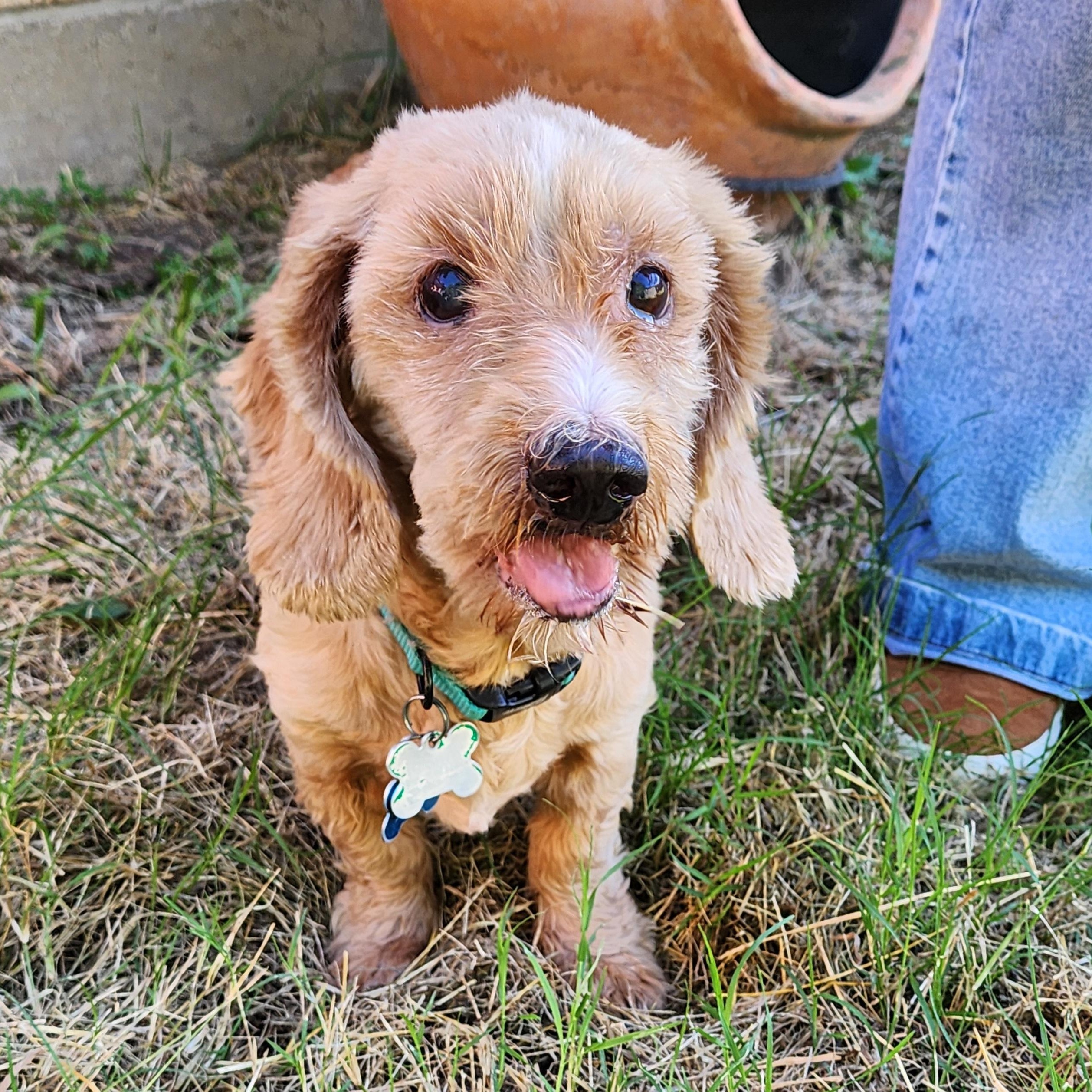 Schnitzel, a Adoptable mixed breed in Lewisville, TX image 2/4