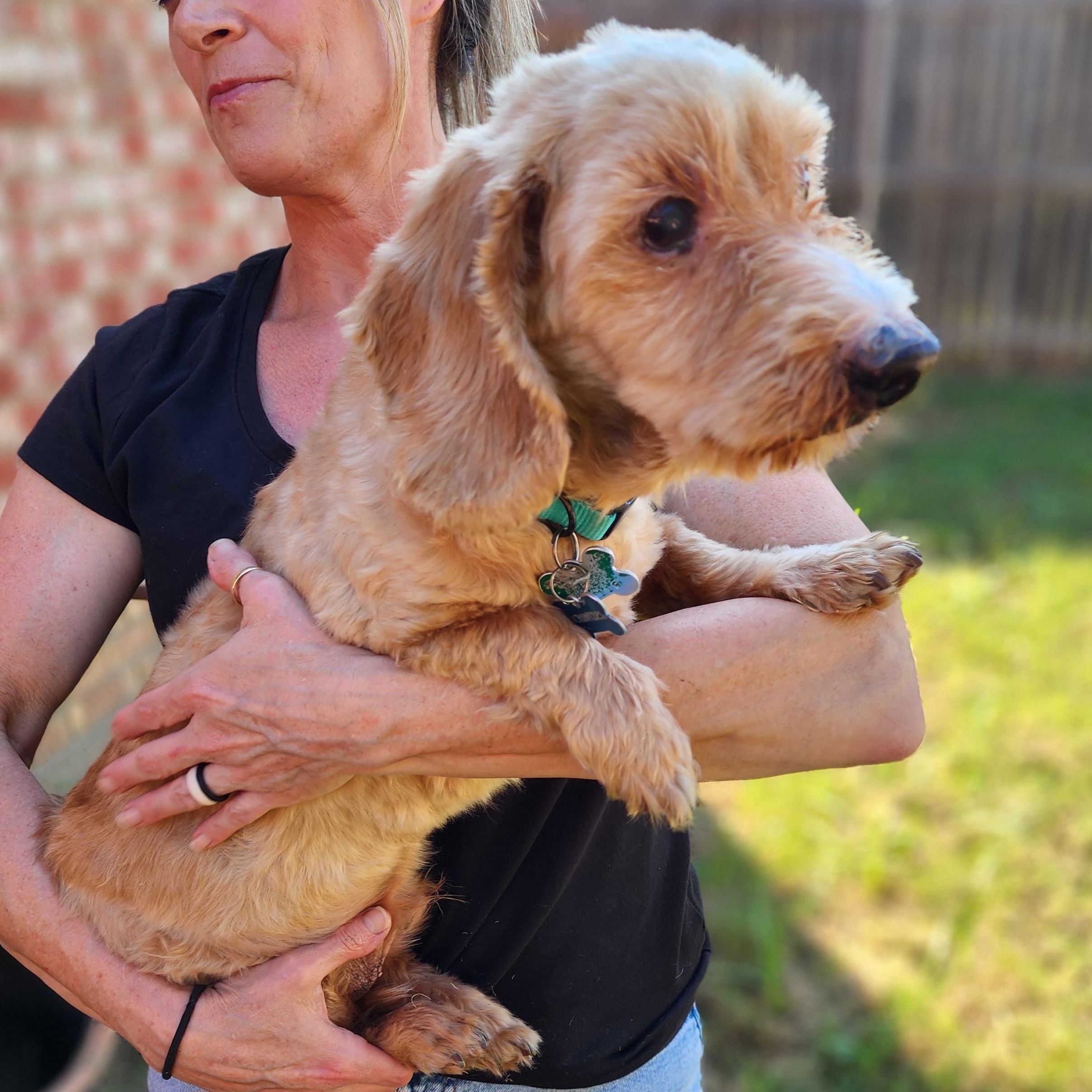 Schnitzel, a Adoptable mixed breed in Lewisville, TX image 3/4