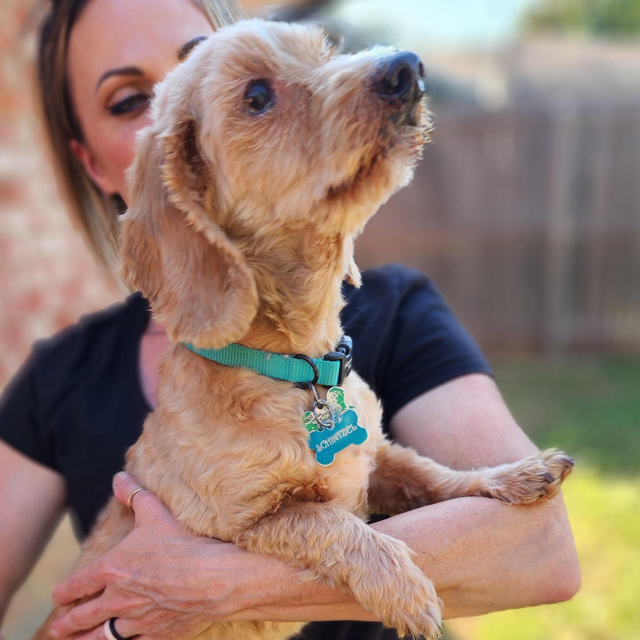 Schnitzel, a Adoptable mixed breed in Lewisville, TX image 4/4
