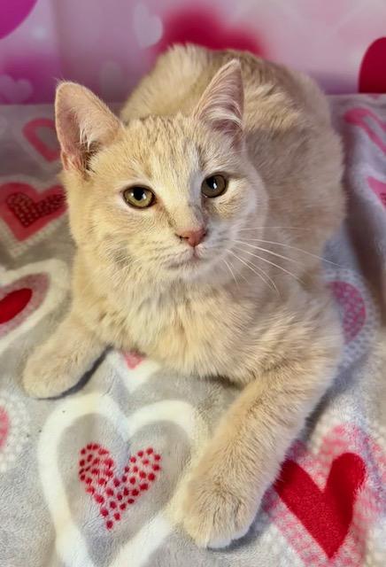 Enlarge Dexter, a ADOPTABLE Domestic Short Hair in Cincinnati, OH image 5/5