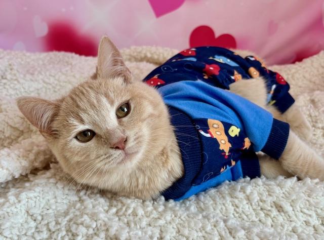 Enlarge Dexter, a ADOPTABLE Domestic Short Hair in Cincinnati, OH image 2/5