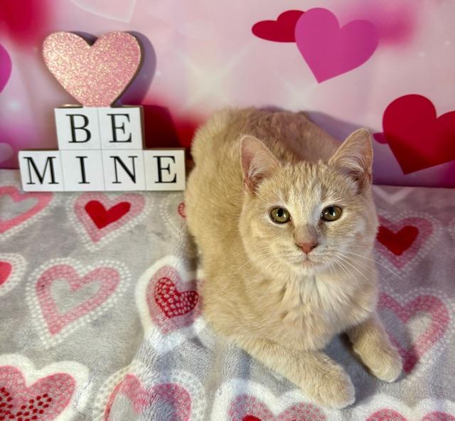 Enlarge Dexter, a ADOPTABLE Domestic Short Hair in Cincinnati, OH image 1/5