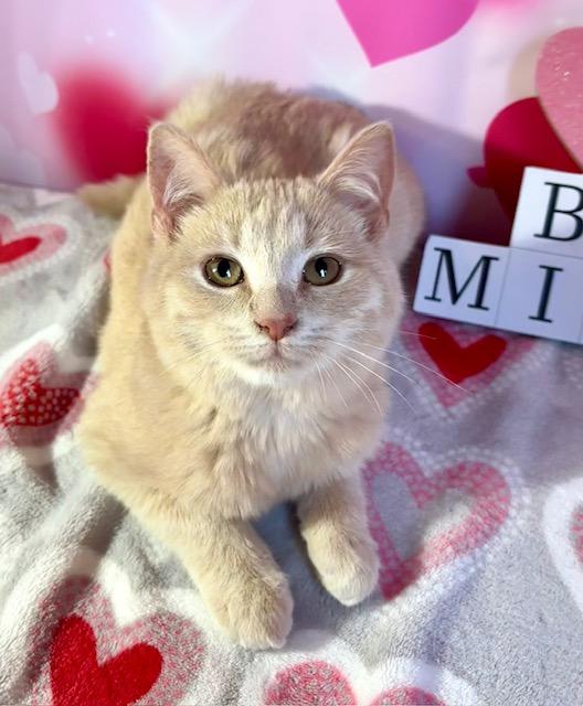 Enlarge Dexter, a ADOPTABLE Domestic Short Hair in Cincinnati, OH image 4/5