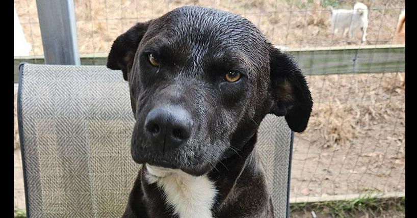 Sylvester, Adoptable, Young Male Carolina Dog & Labrador Retriever.