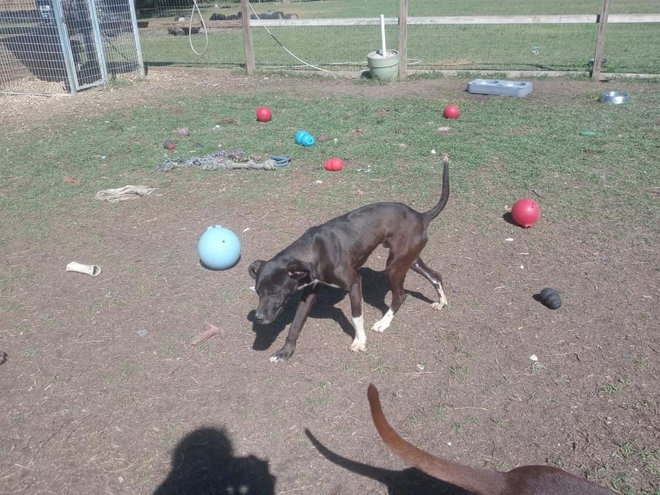 Enlarge Sylvester, a Adoptable mixed breed in Ridgeland, SC image 2/6