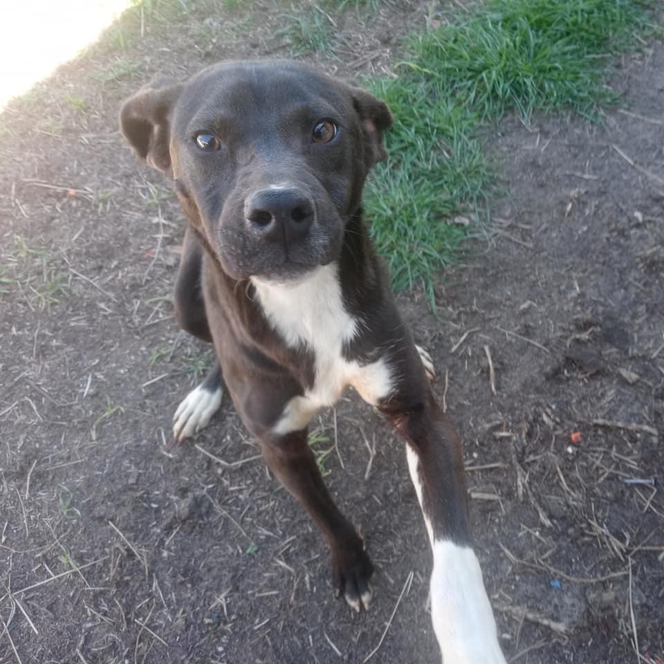 Enlarge Sylvester, a Adoptable mixed breed in Ridgeland, SC image 3/6