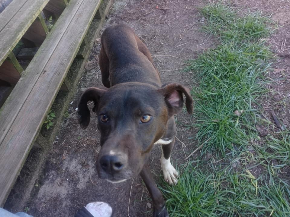 Enlarge Sylvester, a Adoptable mixed breed in Ridgeland, SC image 4/6
