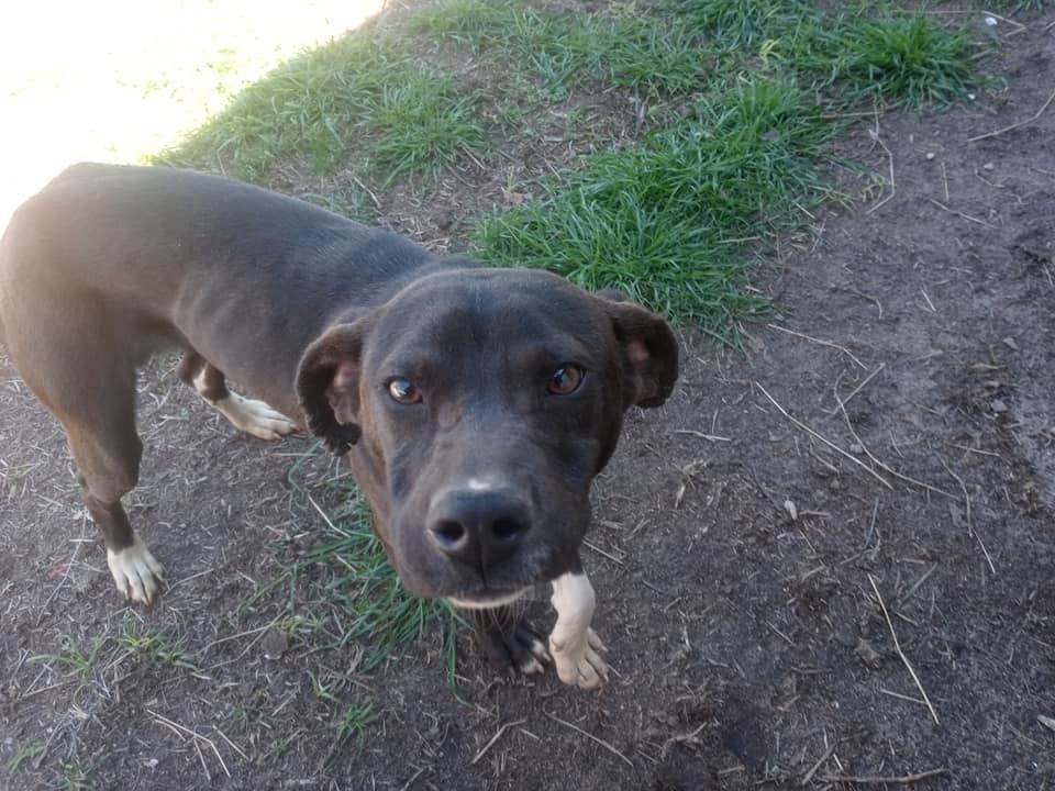 Enlarge Sylvester, a Adoptable mixed breed in Ridgeland, SC image 5/6