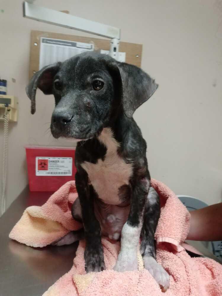 Enlarge Sylvester, a Adoptable mixed breed in Ridgeland, SC image 6/6