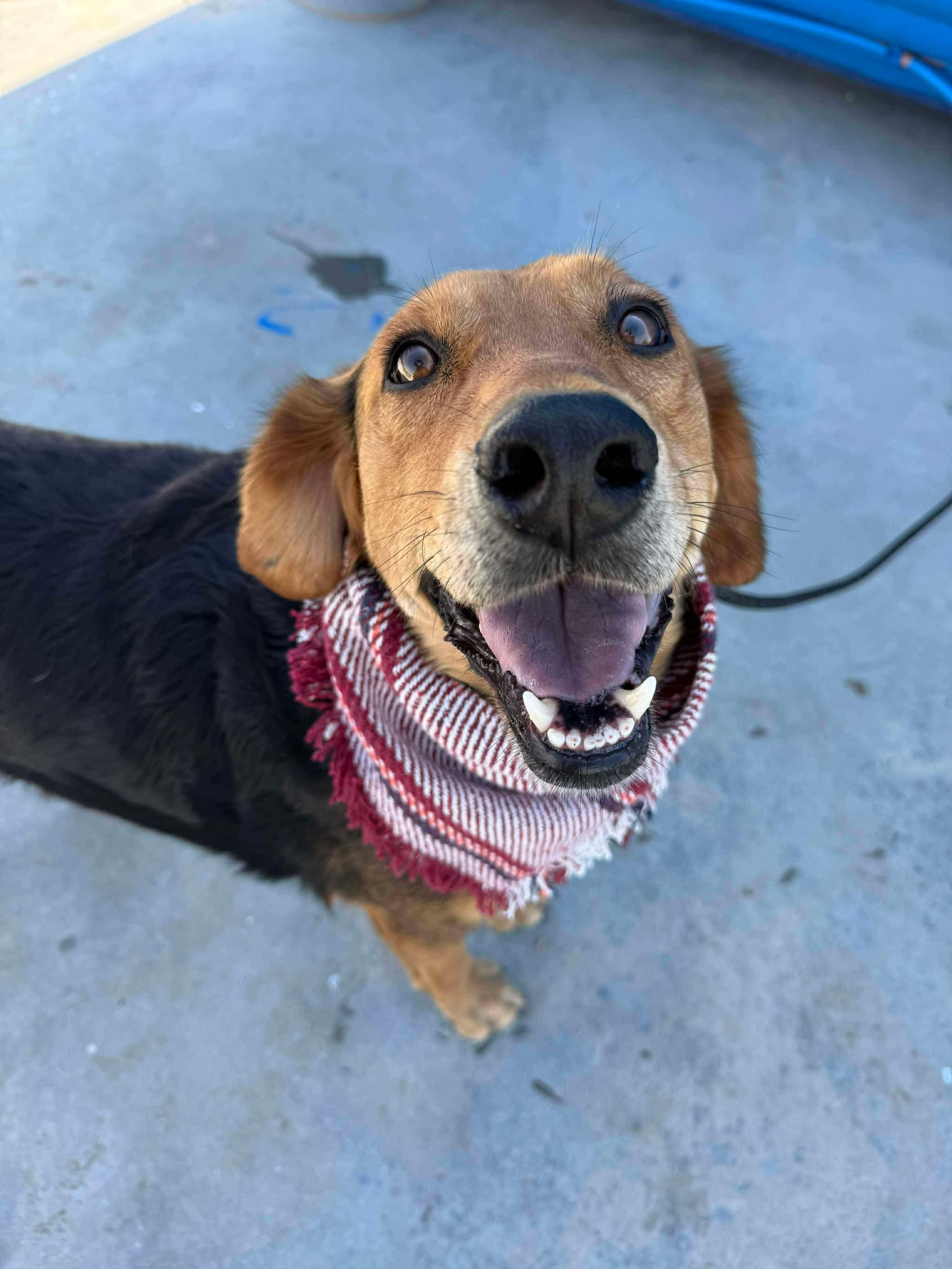 Bryson, a ADOPTABLE mixed breed in Bellingham, WA image 3/4