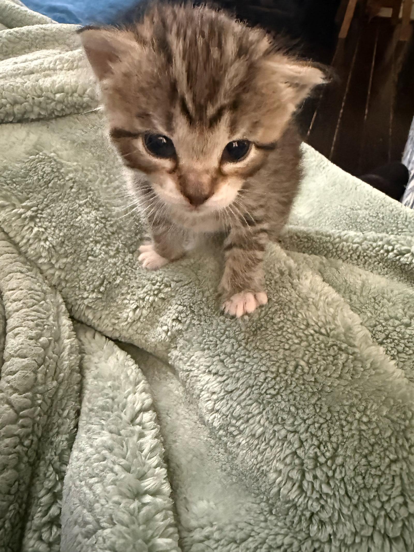 Leo Not at the Shelter (Faith), Adopted, Kitten Male Domestic Short Hair & Tabby.