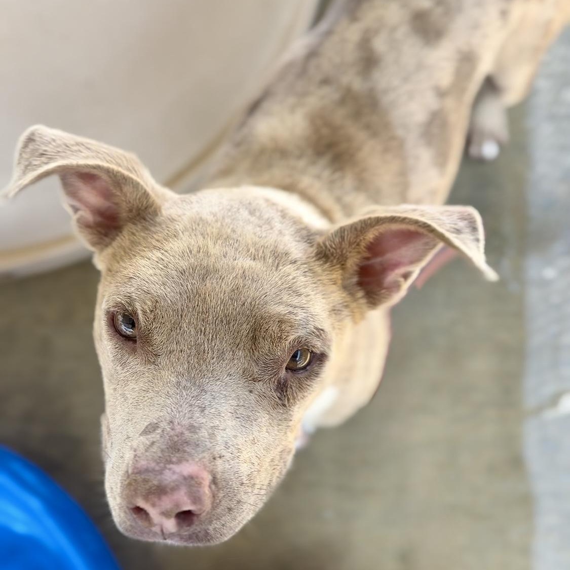Stewart, a Adoptable mixed breed in Littlerock, CA image 2/2