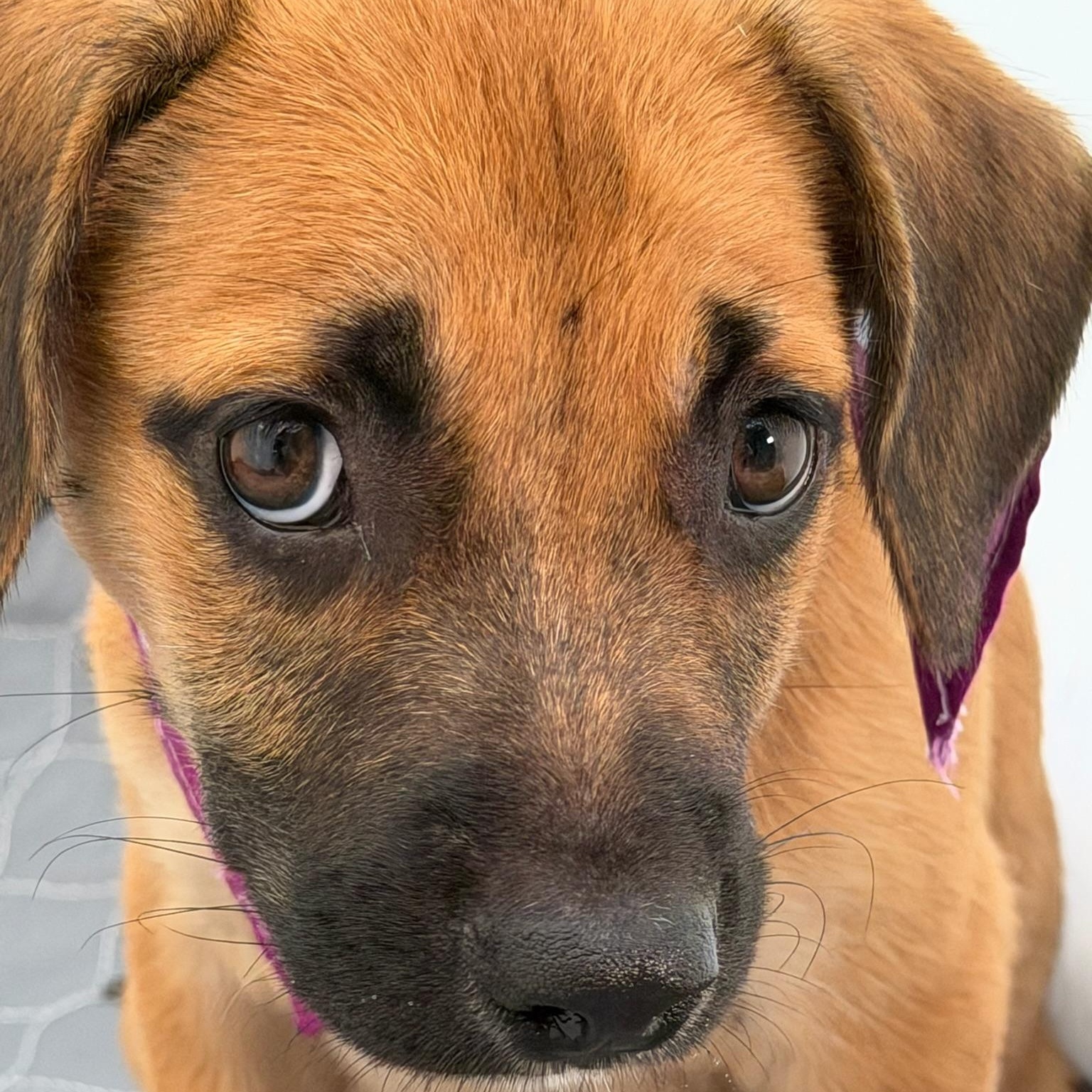 Enlarge Daphne big heart, a Adoptable mixed breed in St Croix Falls, WI image 2/4