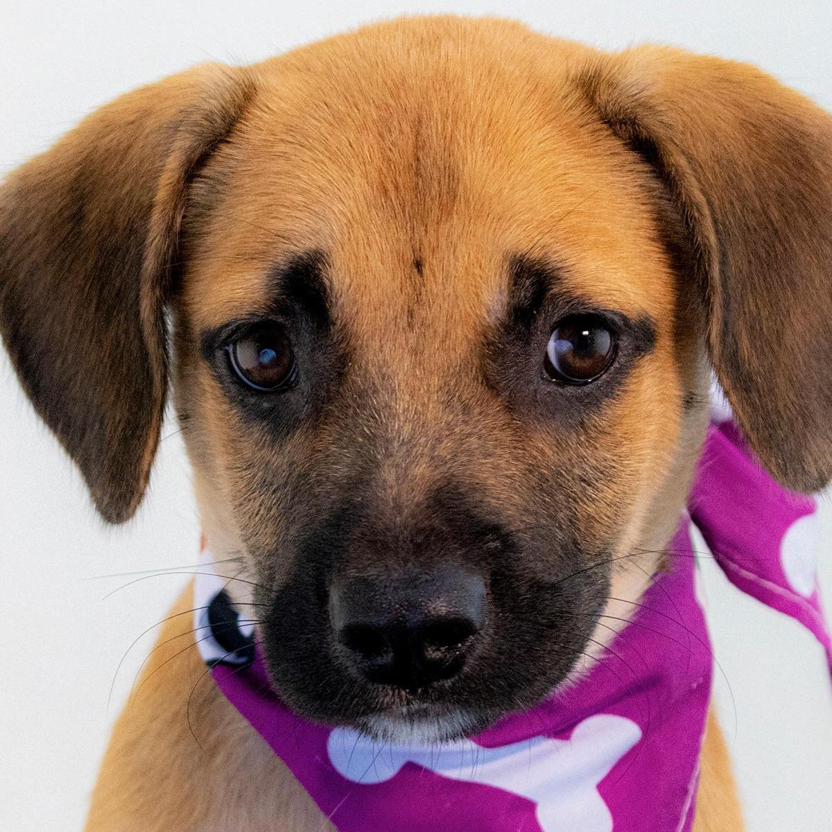 Daphne big heart, Adoptable, Puppy Female Mixed Breed.