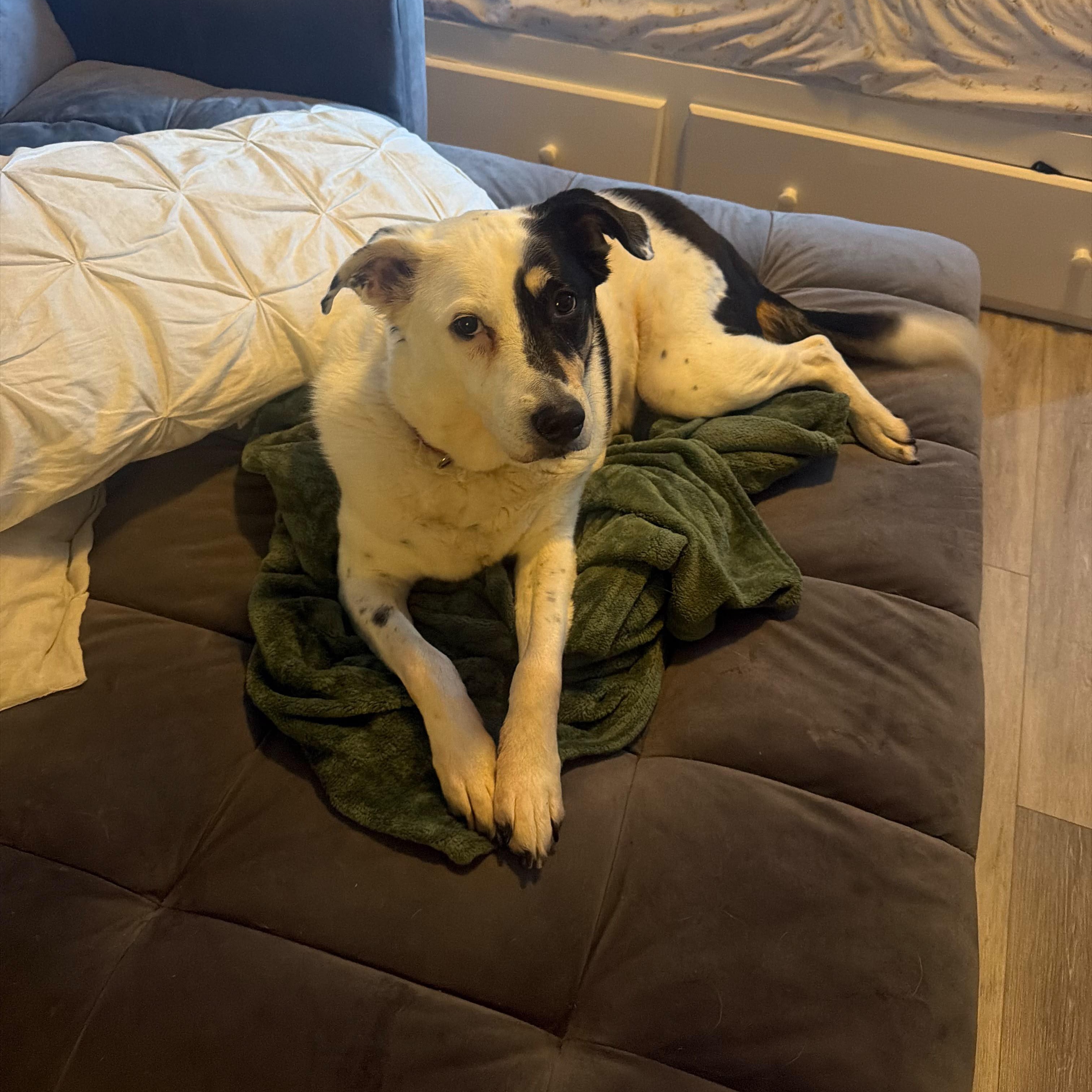 Enlarge Gina, a ADOPTABLE Border Terrier in New York, NY image 5/6