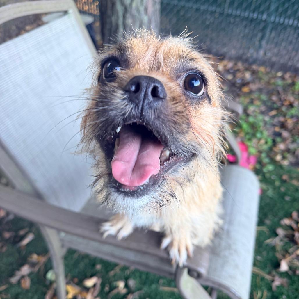 Enlarge Cee Cee, a Adoptable mixed breed in Newark, NJ image 2/3