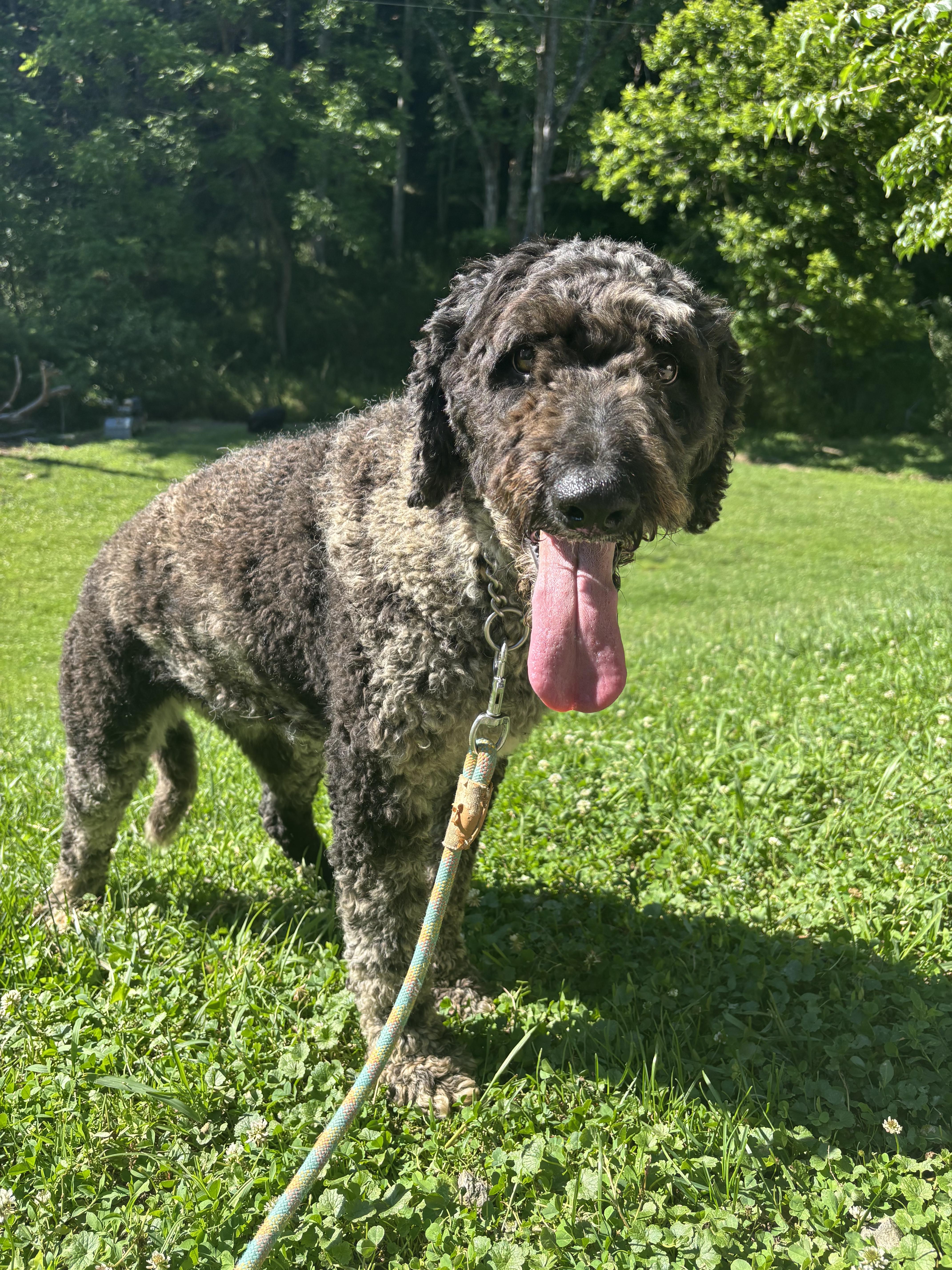 Rose, a ADOPTABLE mixed breed in Maiden, NC image 3/4