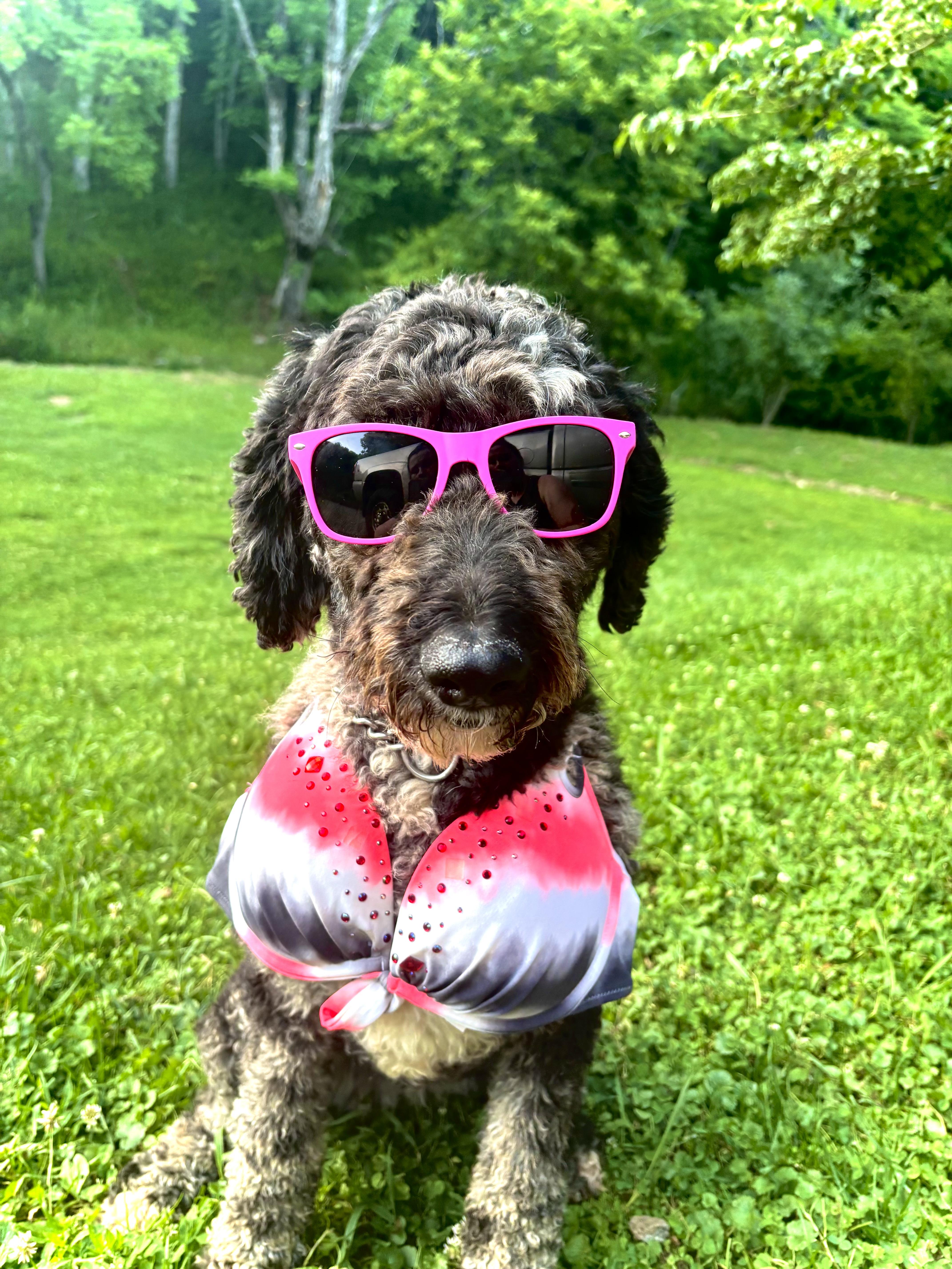 Rose, a ADOPTABLE mixed breed in Maiden, NC image 2/4
