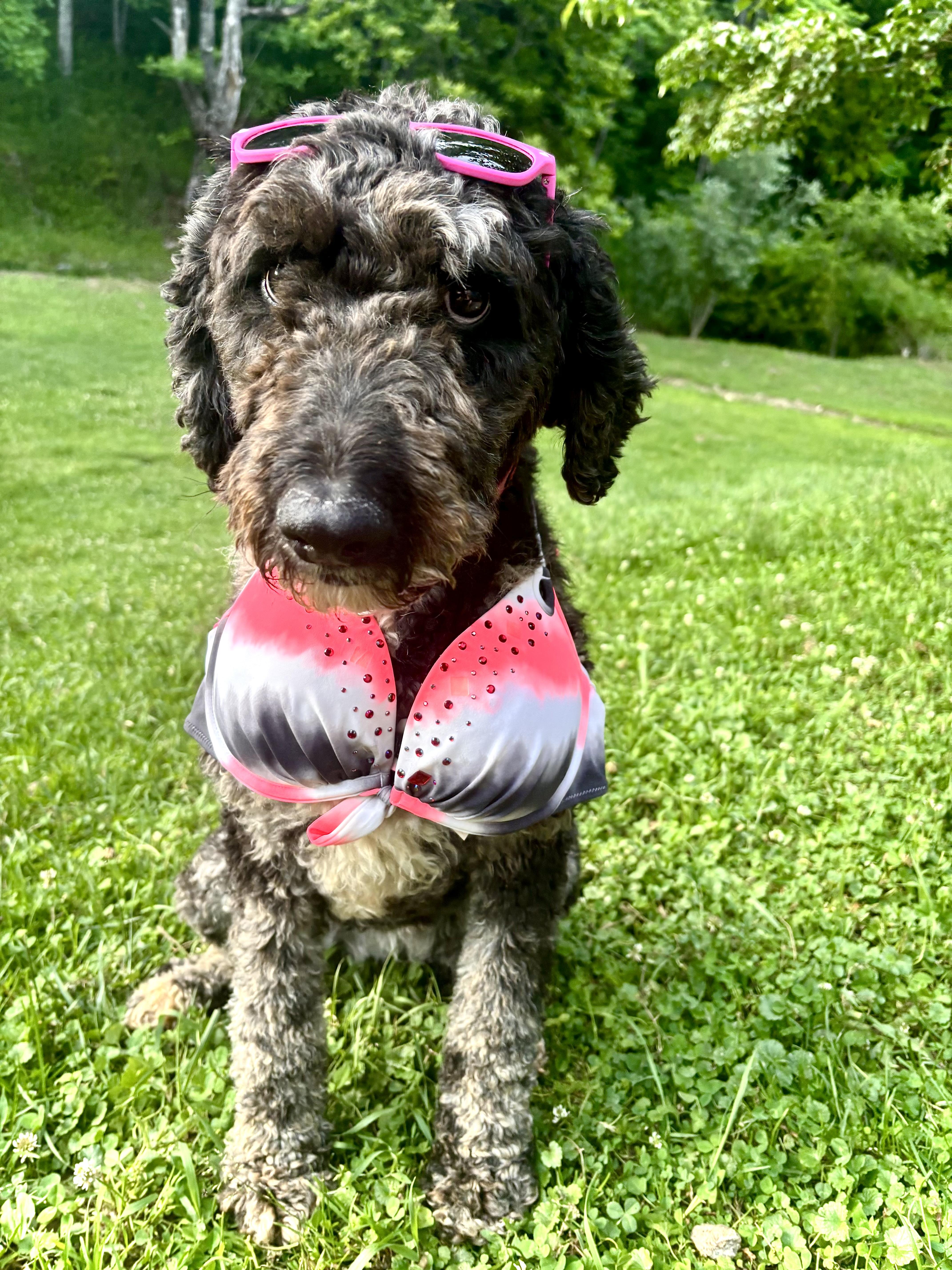 Rose, ADOPTABLE, Young Female Poodle & Mixed Breed.