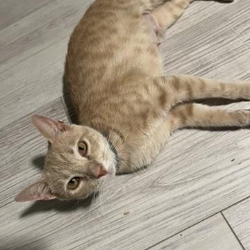 BUTTERS, Adoptable, Adult Female Domestic Short Hair.