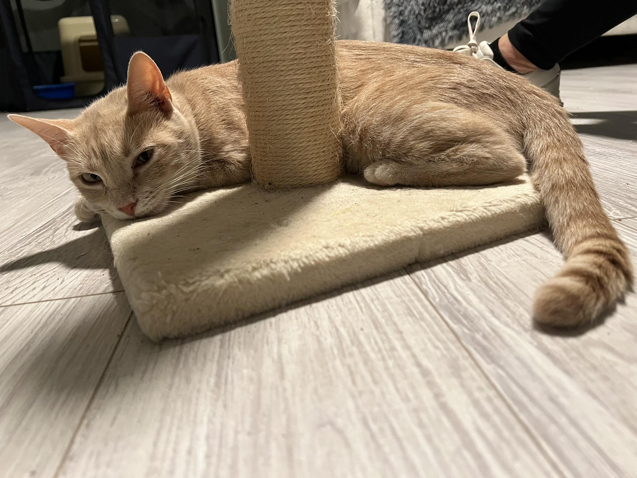 Enlarge BUTTERS, a Adoptable Domestic Short Hair in KENTON, DE image 6/6