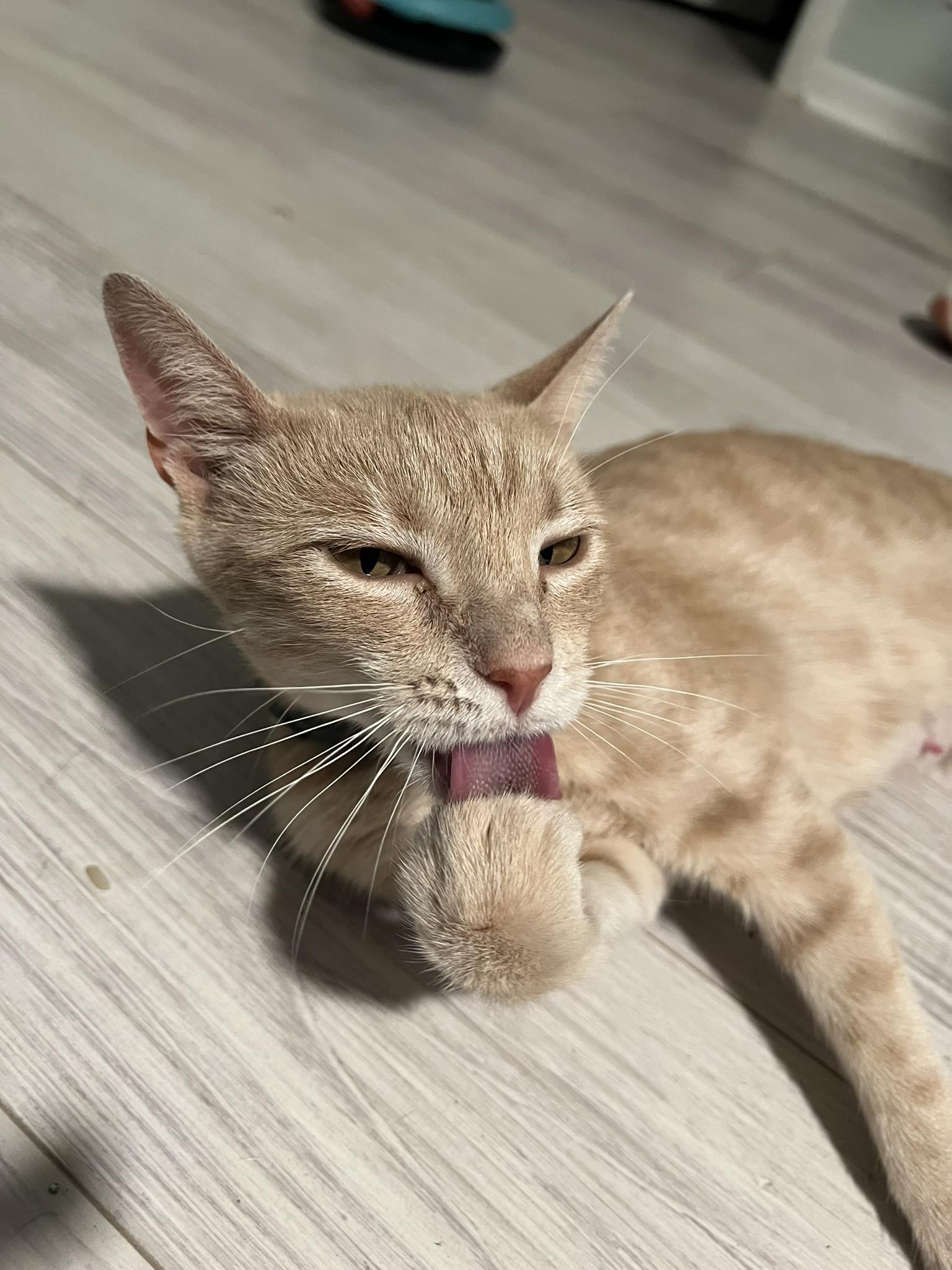 Enlarge BUTTERS, a Adoptable Domestic Short Hair in KENTON, DE image 4/6