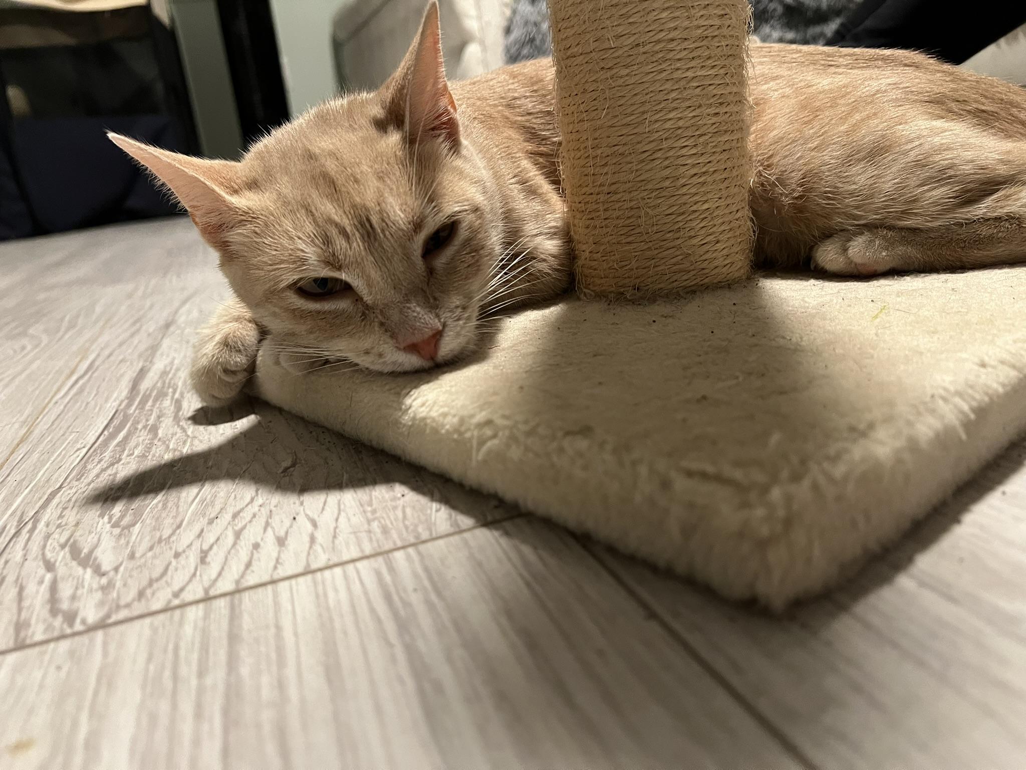 Enlarge BUTTERS, a Adoptable Domestic Short Hair in KENTON, DE image 5/6