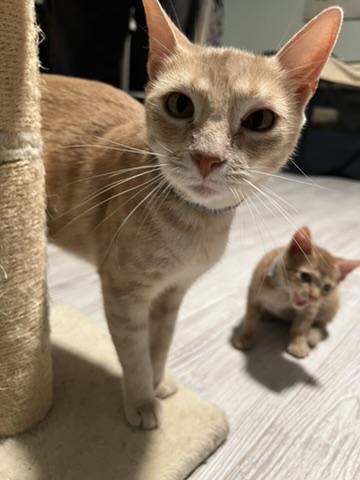 Enlarge BUTTERS, a Adoptable Domestic Short Hair in KENTON, DE image 3/6