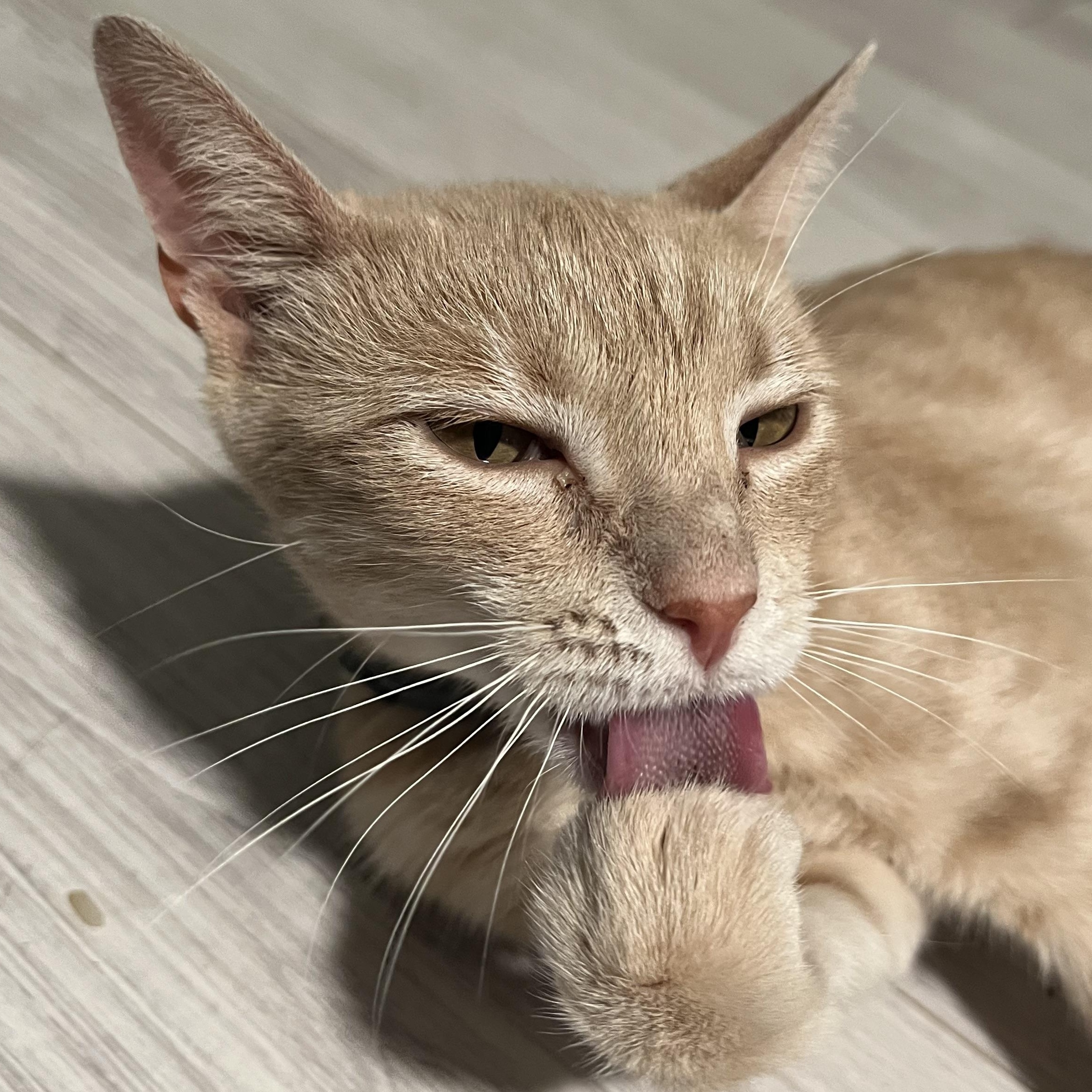 Enlarge BUTTERS, a Adoptable Domestic Short Hair in KENTON, DE image 1/6