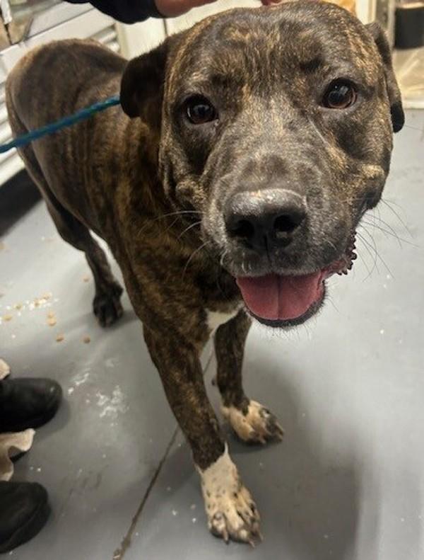 Enlarge 25-11-3330 Giblet, a Adoptable mixed breed in Dallas, GA image 1/2