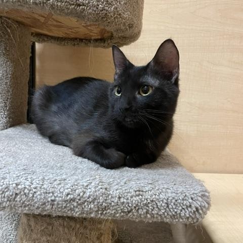 Whitney, an adopted Domestic Short Hair in Barrington Hills, IL image 5/5