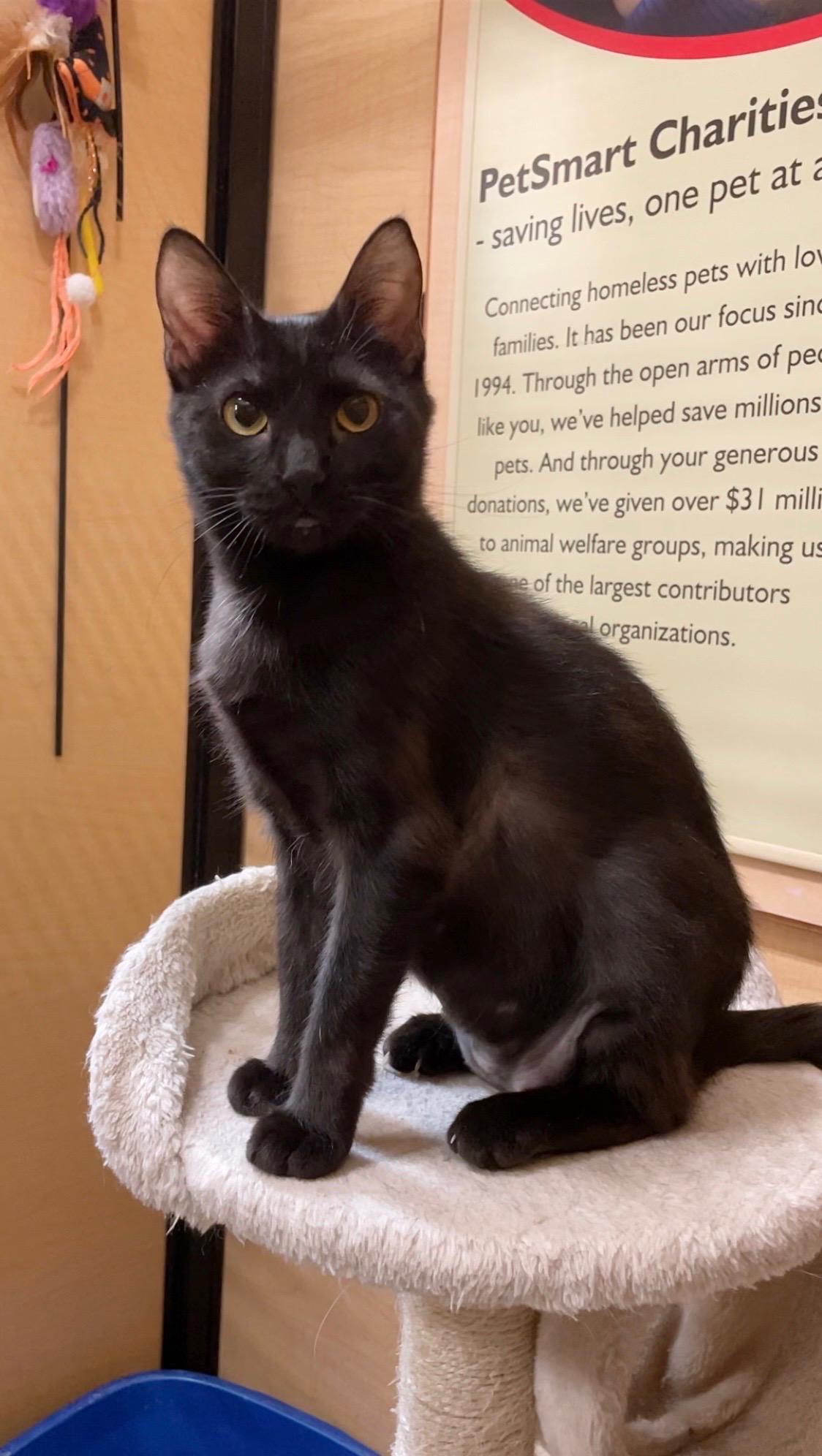 Whitney, an adopted Domestic Short Hair in Barrington Hills, IL image 2/5
