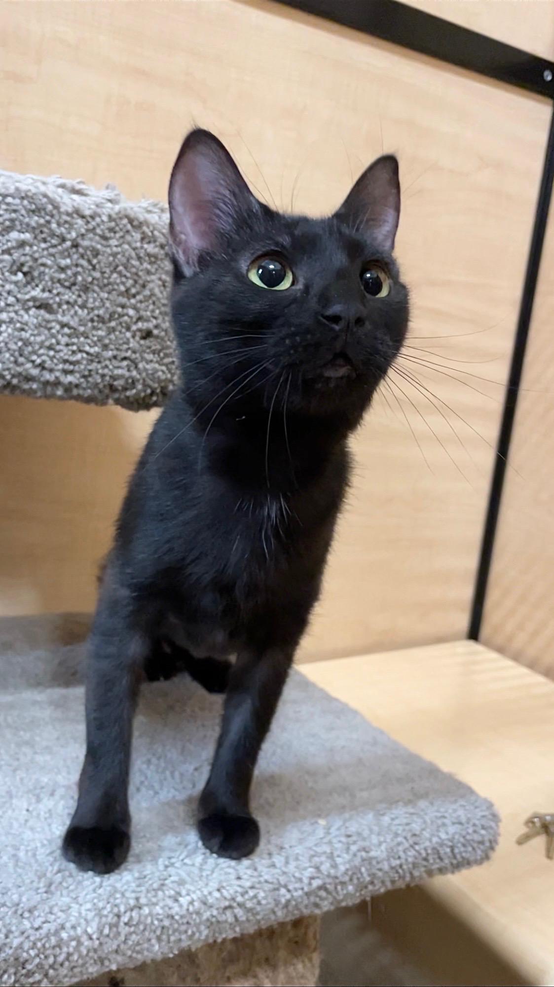 Whitney, an adopted Domestic Short Hair in Barrington Hills, IL image 3/5