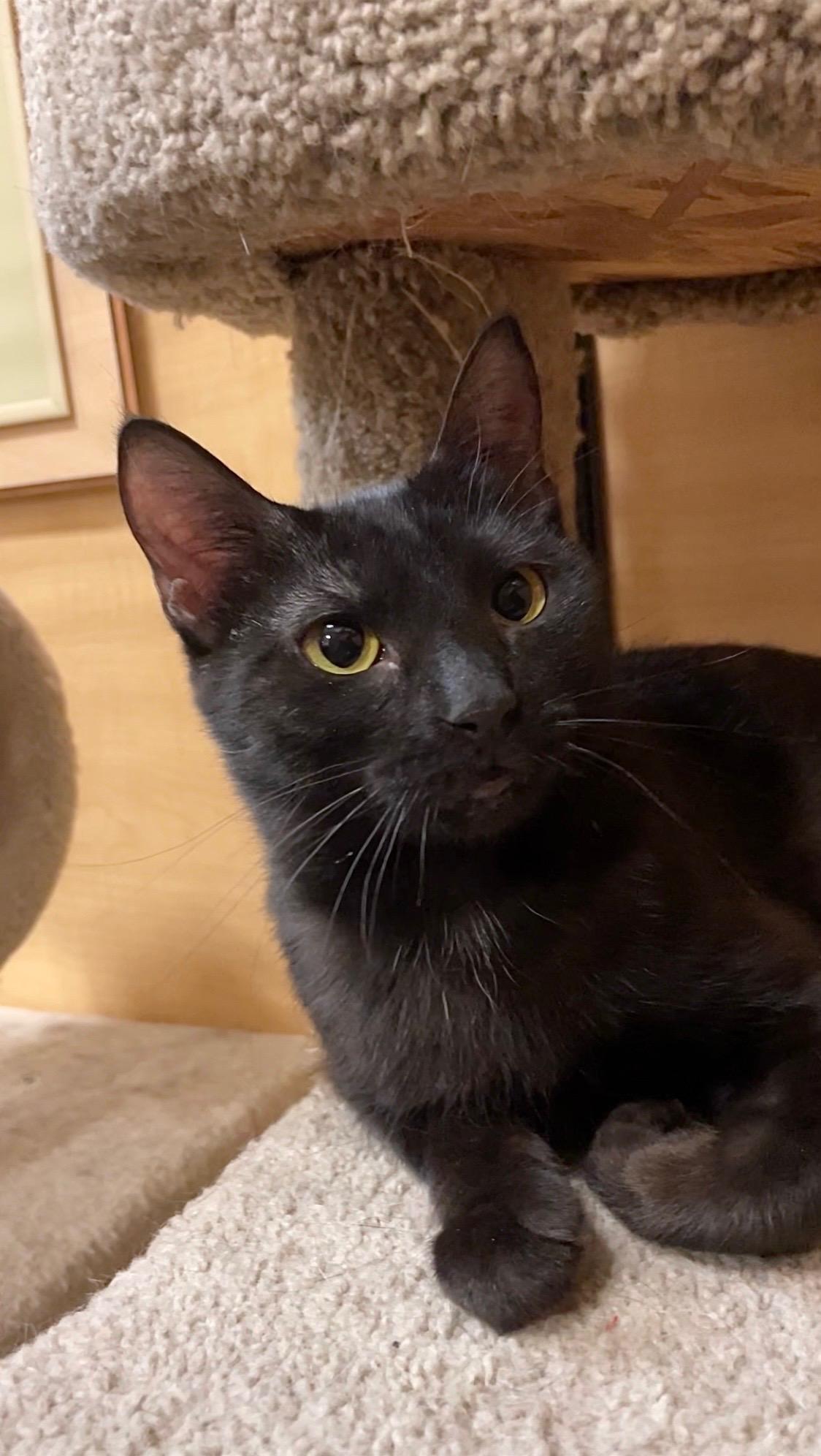 Whitney, an adopted Domestic Short Hair in Barrington Hills, IL image 4/5