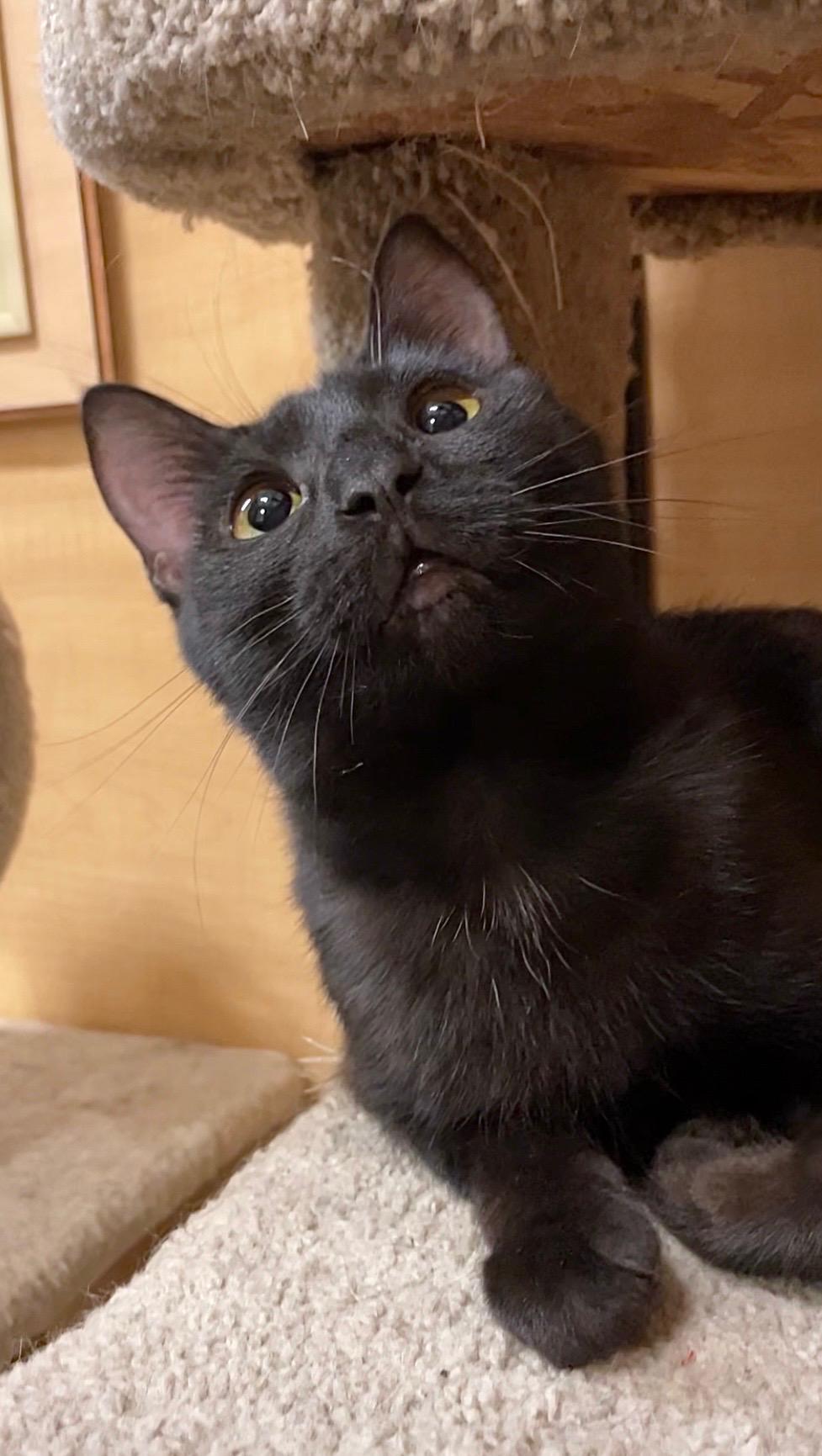 Whitney, an adopted Domestic Short Hair in Barrington Hills, IL image 1/5