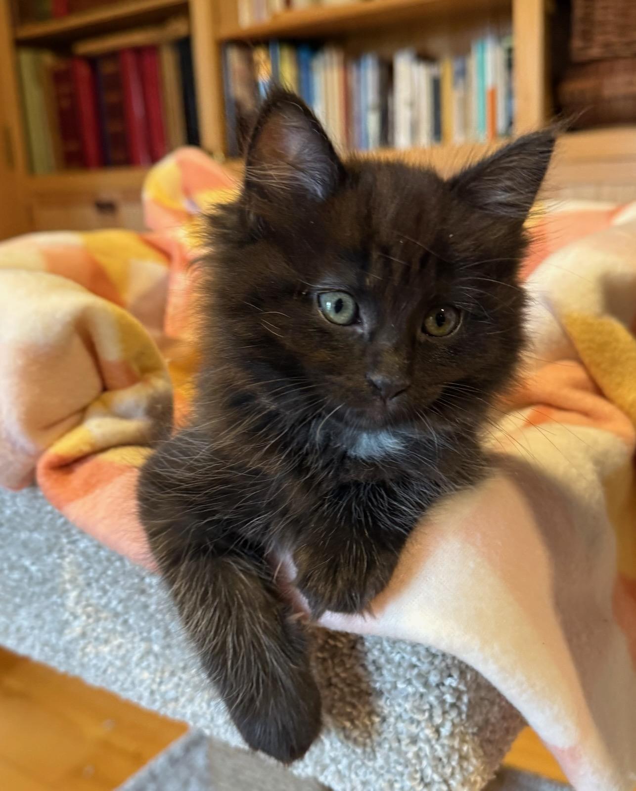 Sugar, ADOPTABLE, Kitten Female Domestic Medium Hair.