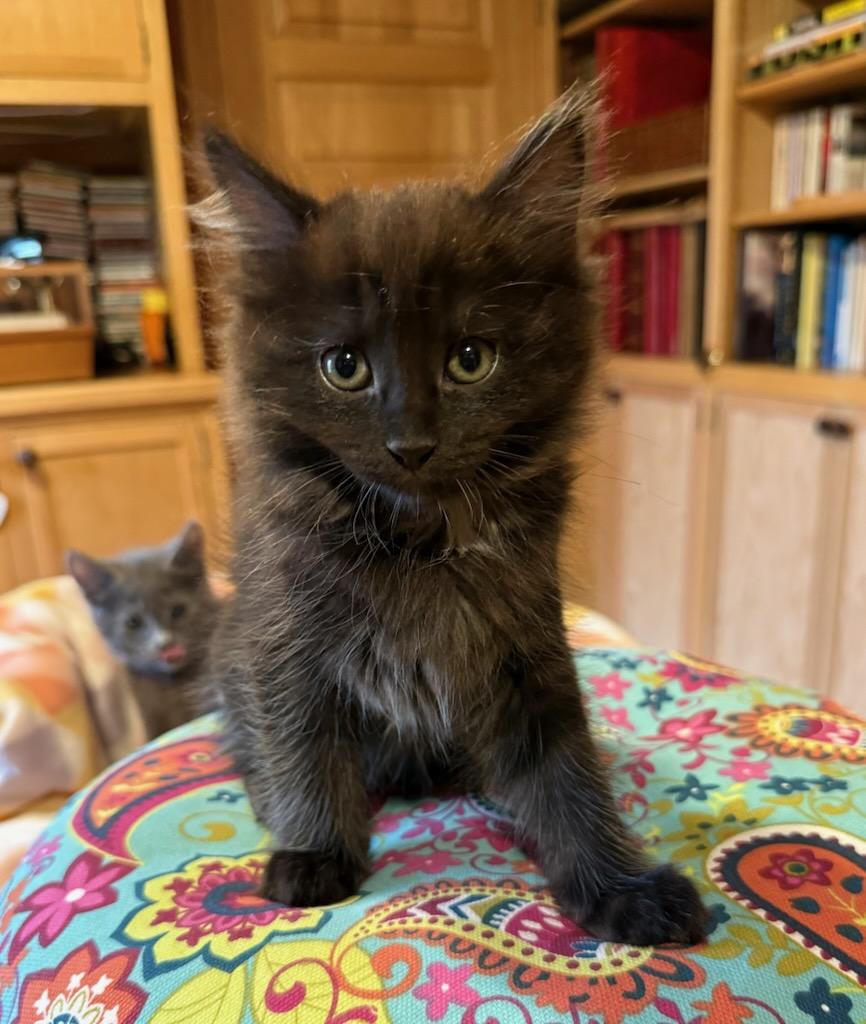 Enlarge Sugar, a ADOPTABLE Domestic Medium Hair in Buena Vista, VA image 2/2