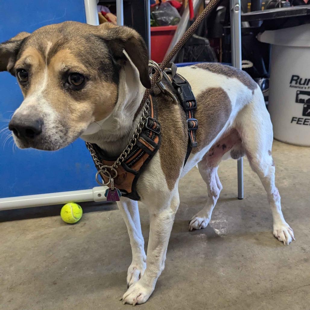 Bruce T Moose, Adoptable, Senior Male Beagle & Terrier.